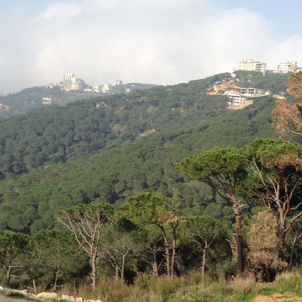 Pine forests of Lebanon