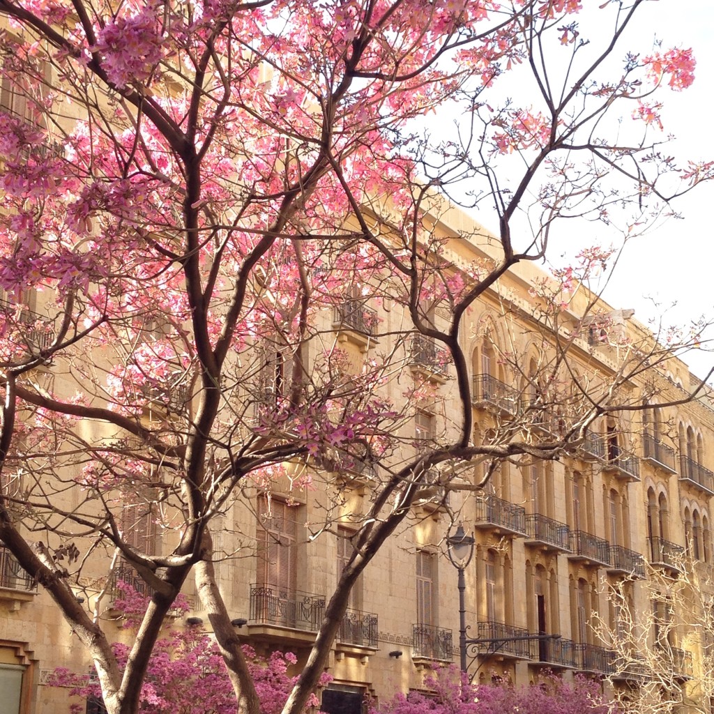 Pink flowered trees in Beirut Souks