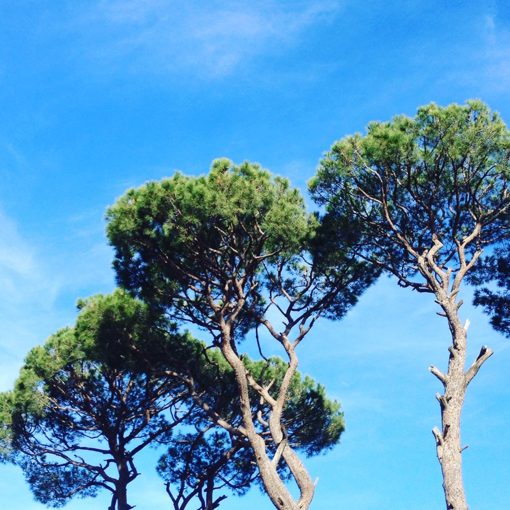 The pine trees of Lebanon