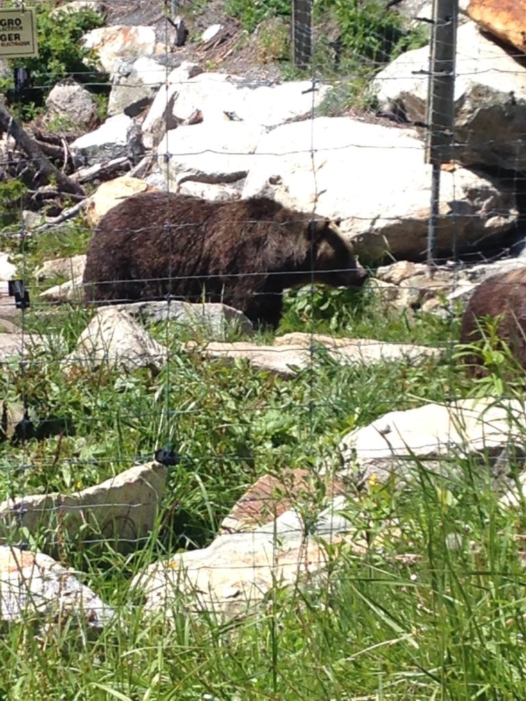 Grizzly Bear Exhibit, Grouse Mountain