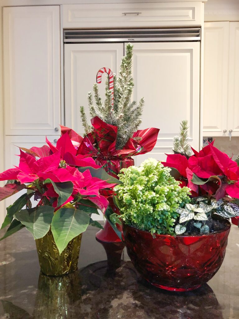 Christmas Plants